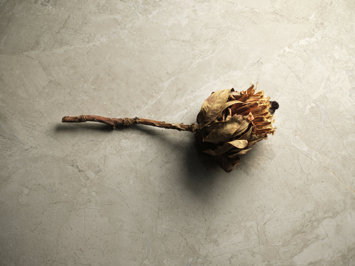 Tributary: Beige